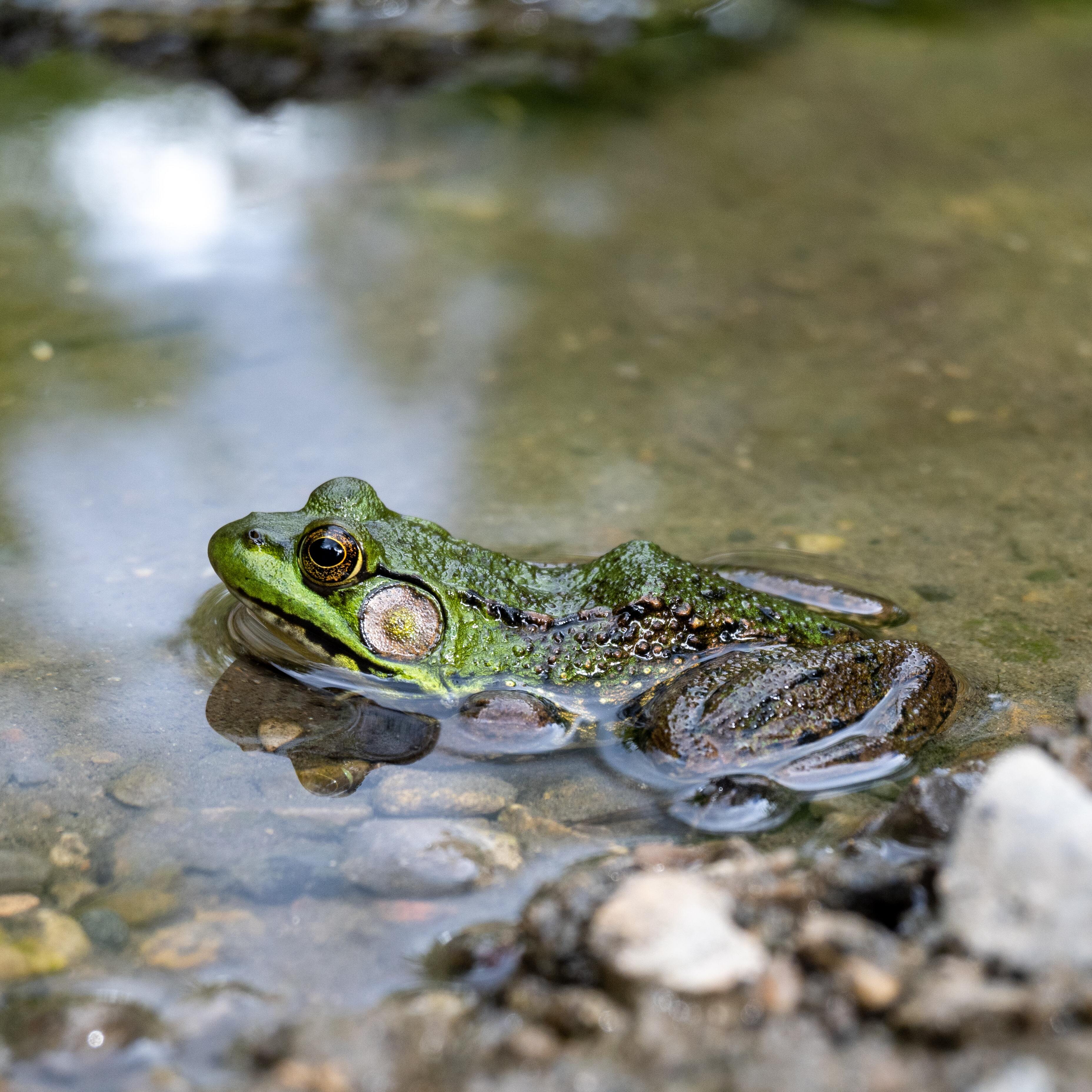 Spring Break Day Camp: How Wetlands Work  —  March 16 - logo